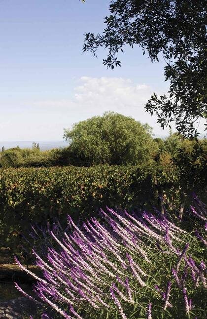 Lavandas junto al viñedo de la hostería Las Jarillas.