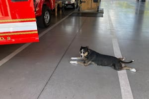Apareció en una estación de bomberos, sufrió un accidente y el examen médico reveló lo inesperado
