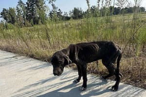 La encontró tumbada y sin fuerzas al costado del camino: “La acaricié y sentí cada uno de los huesos de su cuerpo”
