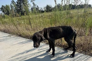 La encontró tumbada y sin fuerzas al costado del camino: “La acaricié y sentí cada uno de los huesos de su cuerpo”