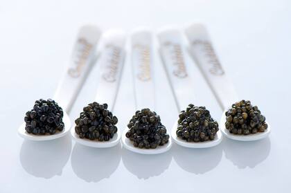 Hay siete variedades de caviar autóctonas y dos híbridas, resultado de la mezclas entre distintas especies de pez esturión 