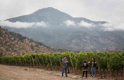 El viñedo Pérez Cruz, en el valle del Maipo.