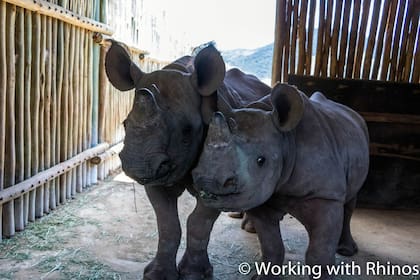 Los cuernos de los rinocerontes son muy valorados en China y Vietnam para su medicina tradicional