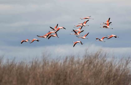 El vuelo de los flamencos. En este caso, de la parina chica.