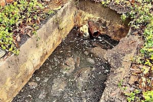 Escuchó aullidos desesperados y encontró a un animal aterrorizado hundido hasta el cuello en una fosa séptica