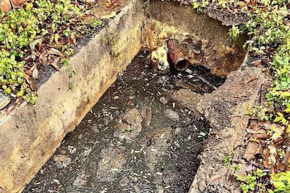 Escuchó aullidos desesperados y encontró a un animal hundido hasta el cuello en una fosa séptica: “Hacía dos días que luchaba por sobrevivir”