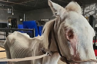 Un caballo tenía heridas en el cráneo y había perdido un ojo: “Los golpes que recibió fueron demasiados”
