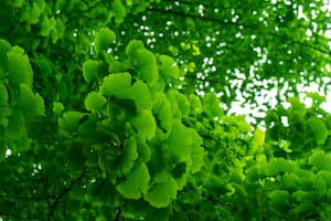 El árbol que sobrevivió a la bomba atómica de Hiroshima