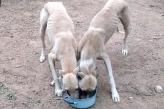 Denuncian a un hombre que alimentaba a su pitbull con otros perros vivos