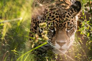 El inesperado encuentro con un yaguareté en los Esteros del Iberá
