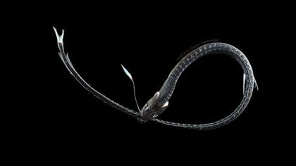 Las imágenes fueron trabajadas con Photoshop para conocerlas mejor