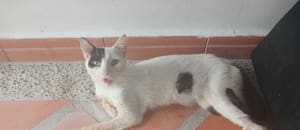 Lo rescató enfermo, los veterinarios sugirieron la eutanasia pero una corazonada lo mantuvo con vida