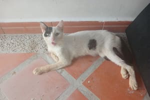 Lo rescató enfermo, los veterinarios sugirieron la eutanasia pero una corazonada lo mantuvo con vida