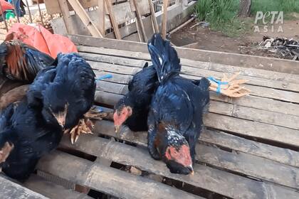 A pesar de todos los reclamos internacionales, los mercados continúan abiertos