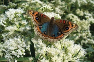 En pleno Palermo se esconde una nurserie de mariposas a cielo abierto