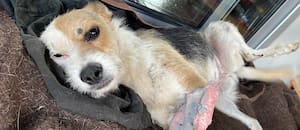 Creían que no volvería a caminar, pero las cámaras de la casa mostraron algo insólito