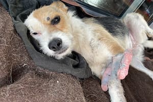 Creían que no volvería a caminar, pero las cámaras de la casa mostraron algo insólito