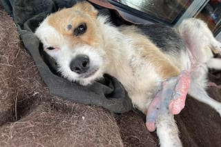 Creían que no volvería a caminar, pero las cámaras de la casa mostraron algo insólito