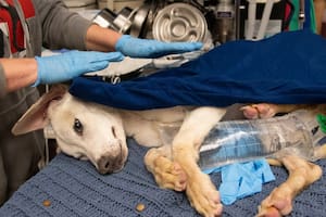 Inmóvil y casi sin signos vitales, lo encontraron en una caja de cartón abandonada