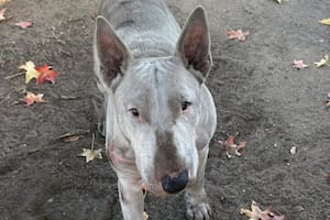 Sucio y lastimado, vagaba por las cercanías de un parque de hasta que alguien lo vio: “Hacía un año que pedía ayuda”