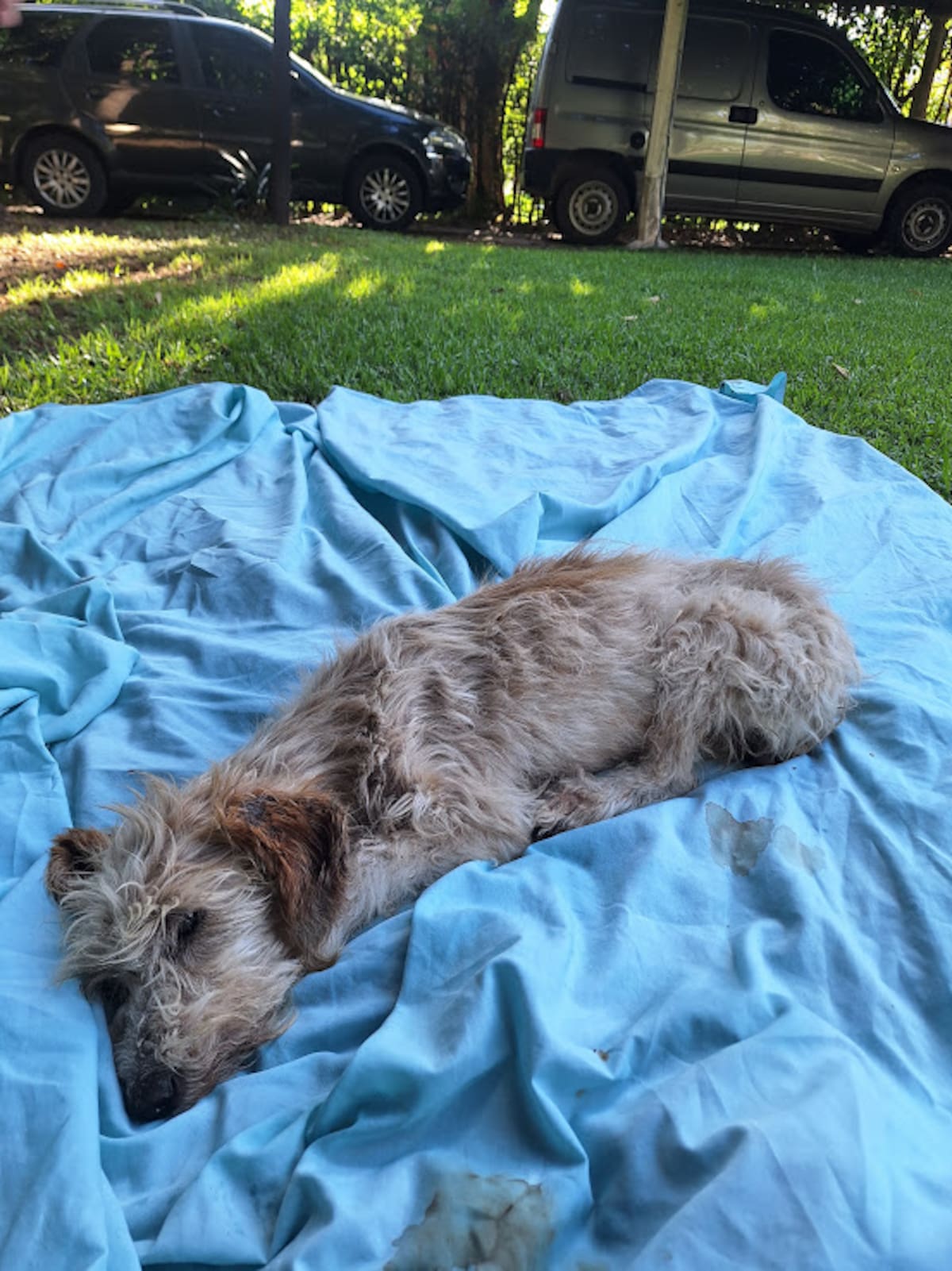 Ele estava morrendo em uma vala até que alguém descobriu que ele ainda respirava no dia de Natal. Ele estava morrendo em uma vala até que alguém descobriu que ele ainda respirava no dia de Natal.