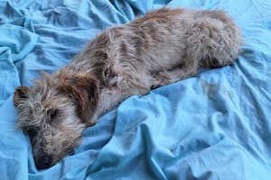 Agonizaba en una zanja hasta que el día de Navidad alguien descubrió que todavía respiraba