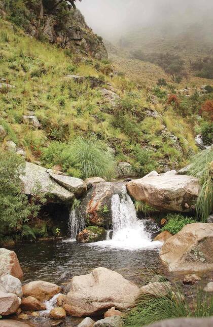 Cascadita en un bosque de tabaquillos.