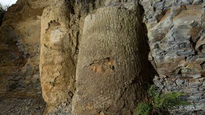 Los árboles quedaron a la vista cuando se abrió una carretera.