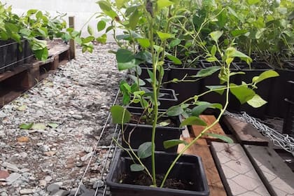 La reconversión apunta a la calidad