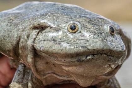 Es uno de los anfibios más grandes del mundo. Instituciones científicas de Perú, Bolivia, Ecuador y Estados Unidos unen fuerzas para evitar su desaparición