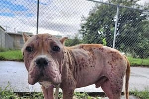 Vagaba por la calle cuando lo encontraron en un estado crítico