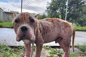 Vagaba por la calle cuando lo encontraron en un estado crítico