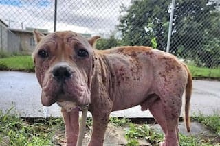 Vagaba por la calle cuando lo encontraron en un estado crítico