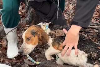 Herido de bala, se escondió en un tronco podrido de un pantano hasta que llegó la ayuda