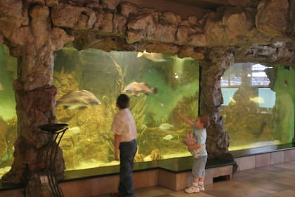 Además de caracoles, en los acuarios se podían observar ejemplares típicos de la costa atlántica