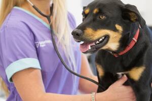 Incluye ambulancia. Un polista lanzó la primera prepaga para mascotas del país