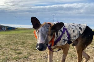 Atado en un patio y consumido por gusanos, luchó por su vida hasta que llegó un final inesperado