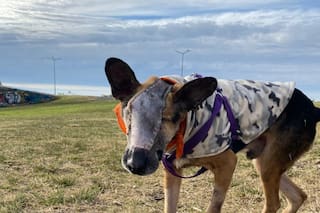 Atado en un patio y consumido por gusanos, luchó por su vida hasta que llegó un final inesperado