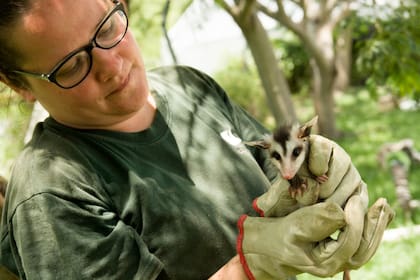 Cecilia Destefano asiste a una comadreja en el Centro de Rescate de Fauna Silvestre de la Costanera Sur
