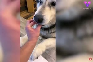 Este tipo engañó a su hambriento perro fingiendo que lo alimentaba con nada y el vídeo se ha hecho viral en las redes