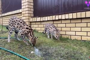La majestuosidad de estos dos gatos serval que disfrutan de un baño en el jardín ha causado furor en las redes