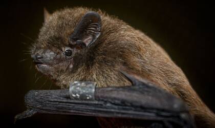 05/05/2021 Un murciélago Nathusius capturado durante los experimentos..  La córnea de los ojos ha sido identificada como la ubicación del críptico sentido de la orientación que exhiben los murciélagos migratorios.  POLITICA INVESTIGACIÓN Y TECNOLOGÍA OLIVER LINDECKE