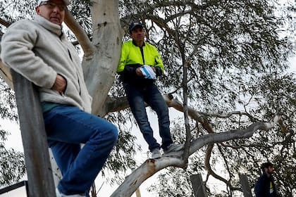 Hinchas argentinos espían el entrenamiento de la selección argentina en el predio de Melbourne City. En el árbol, Walter Fadini, que vive desde hace 30 a?os en Australia, junto a Jorge Ventureira, otro compatriota