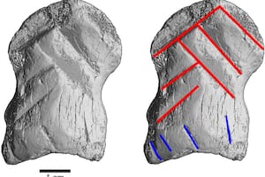 Neandertales tallaban objetos artísticos hace más de 50.000 años