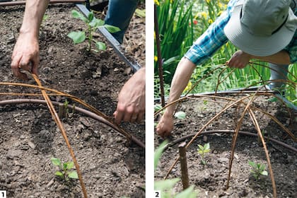 1. Se necesita un atado de mimbre –que puede conseguirse en el Puerto de Frutos del Tigre– o bien ramas finas flexibles de la poda de nuestro propio jardín. El mimbre debe humectarse en agua durante 24 horas. 2. Ir clavando las ramitas de mimbre por sus extremos más gruesos.