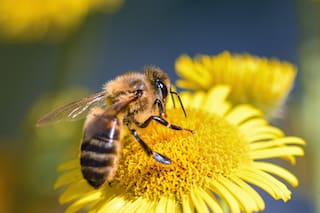 Día Mundial de la Abeja. 10 lecciones para aprender de estos insectos
