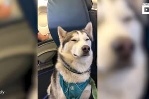 El vuelo en avión de este Husky como perro de apoyo se ha hecho viral en TikTok con casi 9 millones de visualizaciones
