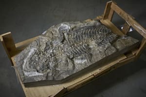 10/08/2023 Arenaerpeton se parece mucho a la salamandra gigante china moderna.. Un fósil de anfibio de 240 millones de años que se encontró en un muro de contención en la década de 1990 ha sido nombrado y descrito formalmente por científicos de la UNSW Sydney y el Museo Australiano. POLITICA INVESTIGACIÓN Y TECNOLOGÍA UNSW SYDNEY/RICHARD FREEMAN