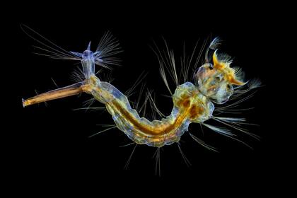 12. Larva de mosquito (Anne Algar, Reino Unido)