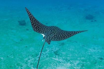 1.200 especies de tiburones y rayas del mundo, 31 son oceánicas y viajan grandes distancias a través del agua